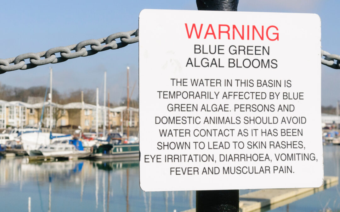 Danger blue green algae warning sign