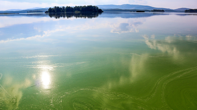 Danger of blue green algae