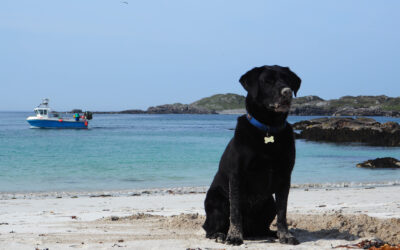 Do you live near a dog friendly beach – Scotland?