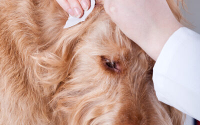 What to Know About Ear Infections in Dogs