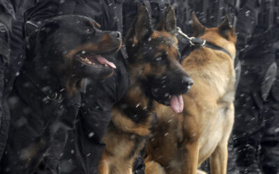 What Do Police Dogs Do?