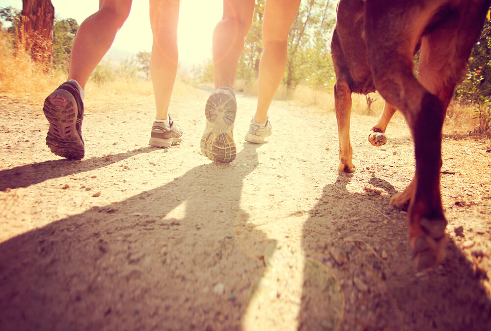 The Increasing Popularity Of Canicross – Getting Fit With Your Dog!